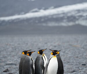 A group of five penguins with light gray backs, white chests and bold yellow markings around their cheeks and throats stand in a tight circle on a rocky black beach.