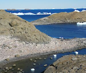 Hundreds of tiny dark specs, Adelie Penguins are scattered across a rocky outcrop in the ocean, with icebergs floating nearby