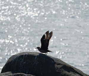 A bird with dark wings marked with white stripes is caught mid-landing on a large rock, in front of a sparklin gocean