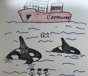A dinner menu board that has been decorated cartoon style with a picture of the L'Astrolabe ship, two orcas, a person swimming in the water and a boat with three stick figures in it.