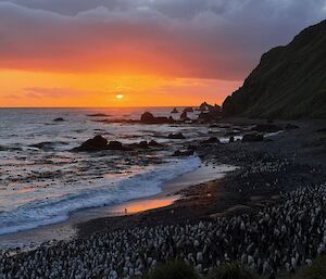 A rich orange and red sunset over the ocean with a cliff rising to the right and a beach full of thousands of white penguins that stand out in the dusky light