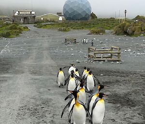 Two lines of around fourteen black, white and gold King Penguins walk along a sandy track.