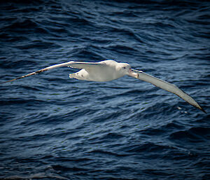 A snowy albatross flying over the sea as it follows the Nuyina