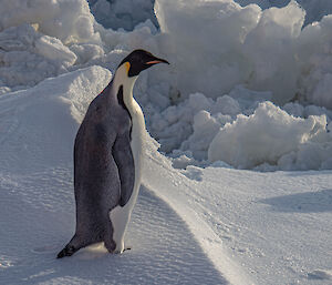 A close-up photo of an emperor penguin on an iceberg as Nuyina passes by