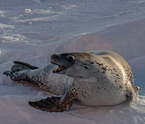 A close-up photo of a crabeater seal on an iceberg as Nuyina passes by