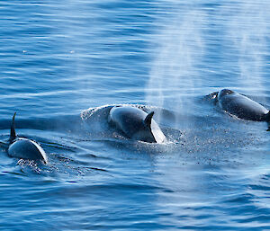 Three orca whales breaching the water on the starboard side as Nuyina passes by