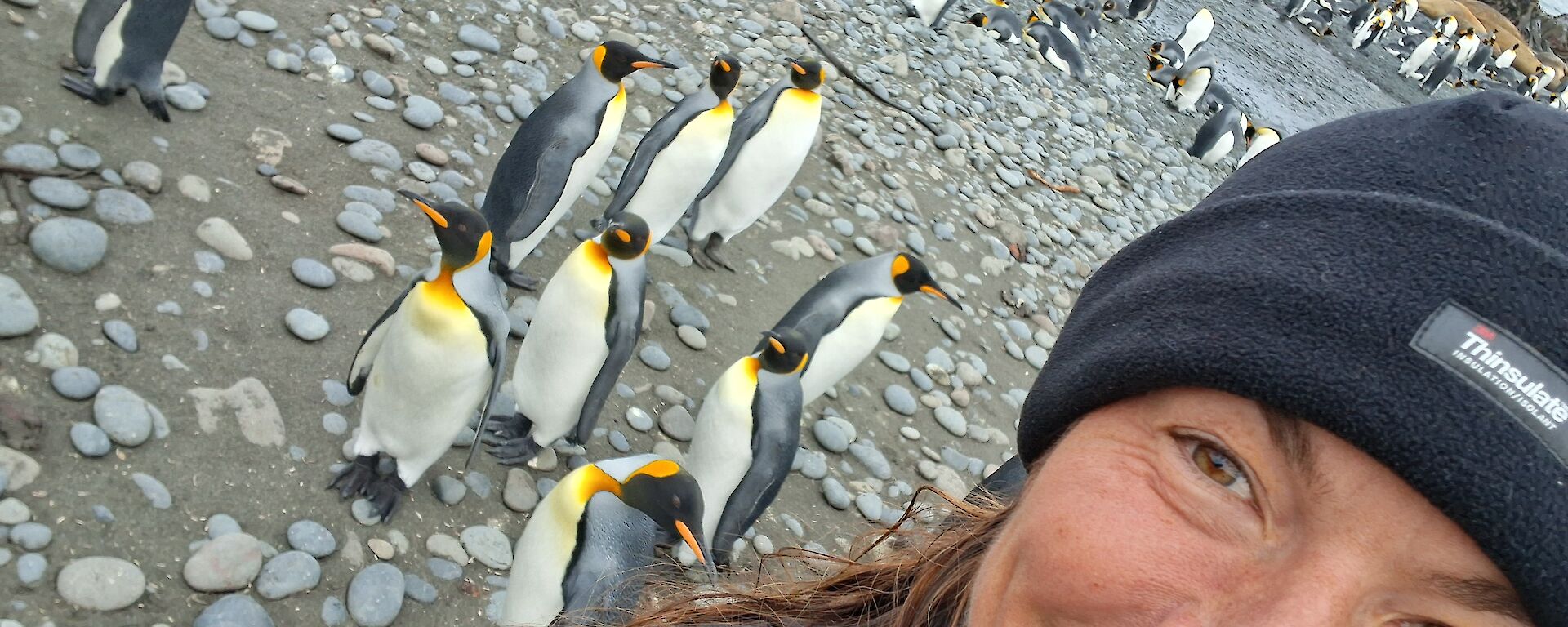 A smiling woman wearing a beanie takes a selfie with a beach full of black, white and gold King Penguins.