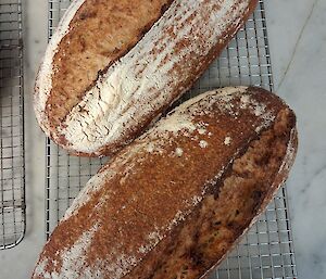Two elliptical shaped sourdough loaves dusted with flour sitting on a cooling rack.