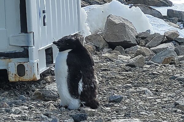 A penguin on rocky ground with ice in the background, standing near a shipping container