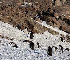 Penguins walking across ice and rocky ground