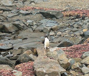 A penguin walking across rocky ground