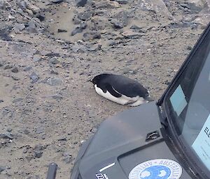 A penguin lying on the ground next to a small vehicle