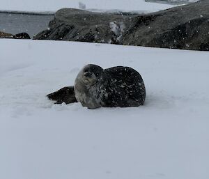 A seal on the ice in Antarctica