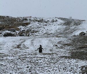 A penguin in Antarctica in the middle distance