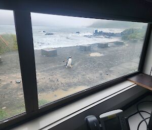 A gentoo penguin marches across a roadway in front of a window. The ocean is behind the roadway.