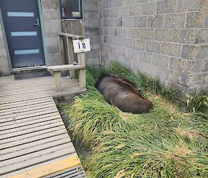 A New Zealand Sea Lion lies asleep in the tussock grass outside the front door of an accommodation building on station