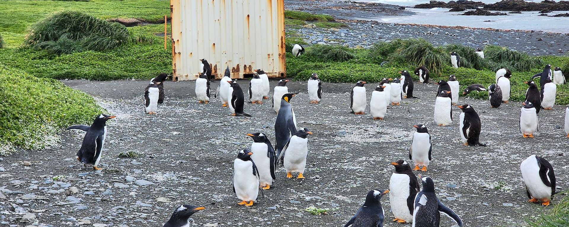 A group of about 30 black and white penguins with orange beaks standing together in a clear patch in the middle of some green tussock adjacent to the ocean