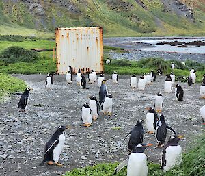 A group of about 30 black and white penguins with orange beaks standing together in a clear patch in the middle of some green tussock adjacent to the ocean