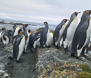A group of black, white and yellow king penguins standing on a rocky outcrop on a beach with the ocean in the background.