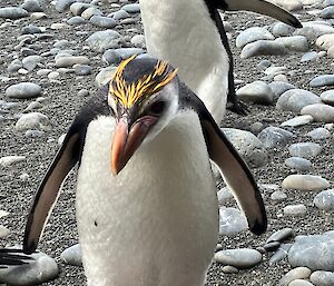 A black and white penguin with an orange beak and yellow eyebrows looks at the camera while standing on pebbly sand.