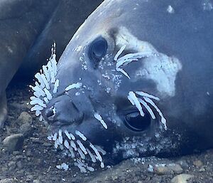 A seal with ice on its whiskers