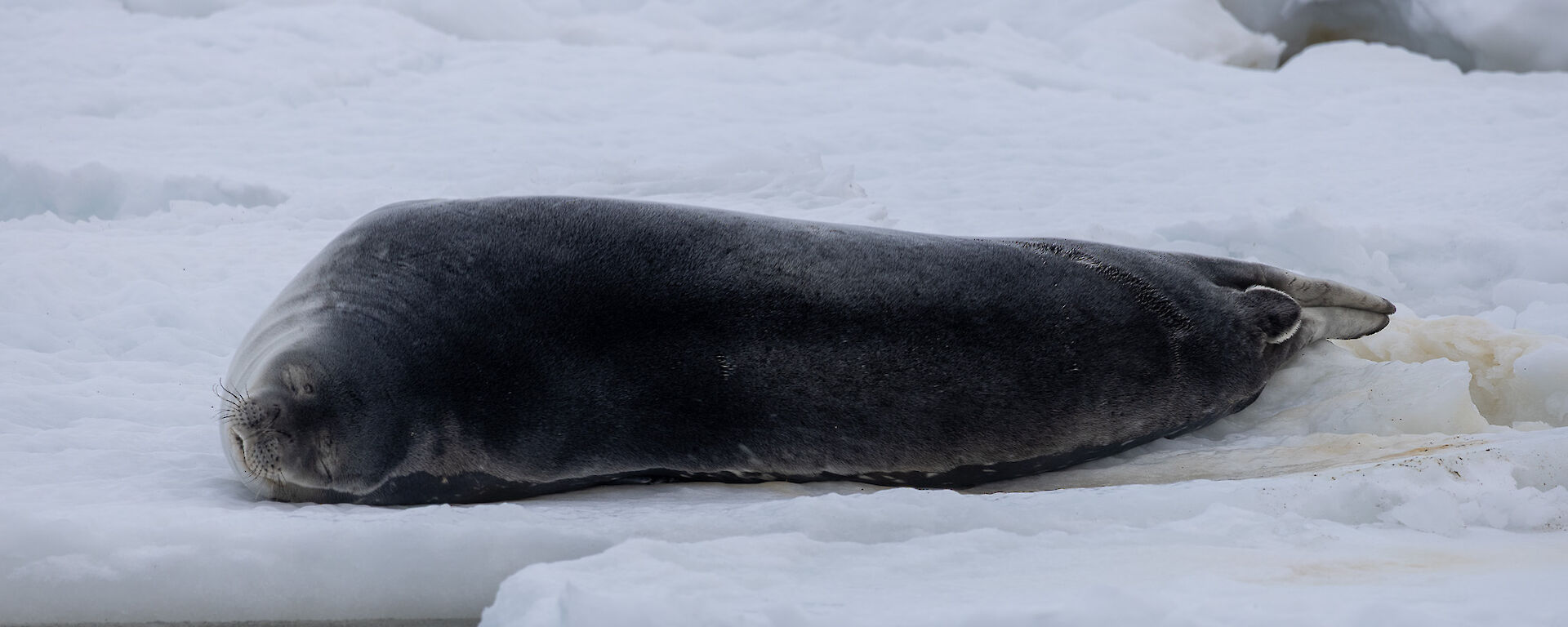 A seal resting on the sea ice, not far from the shores of Mawson Station