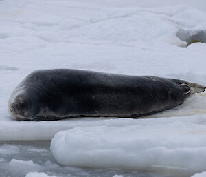A seal resting on the sea ice, not far from the shores of Mawson Station