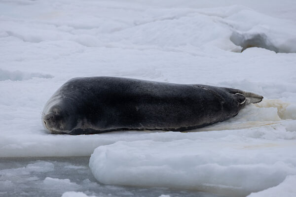 A seal resting on the sea ice, not far from the shores of Mawson Station