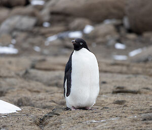 An Adelie penguin on rocks with snow in the background, looking relaxed but attentive