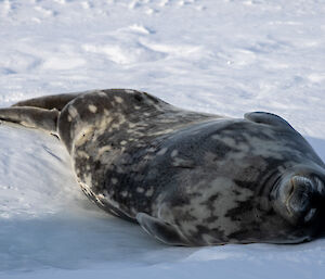 A Weddell seal lying on the sea ice, taking in the sun