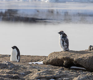 Two adelie penguins with water in the background - one of the penguins moulting and looking dishevelled.