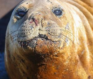 A close up image of hte face of a young elephant seal, with large brown eyes, a slightly crooked smile and long whiskers