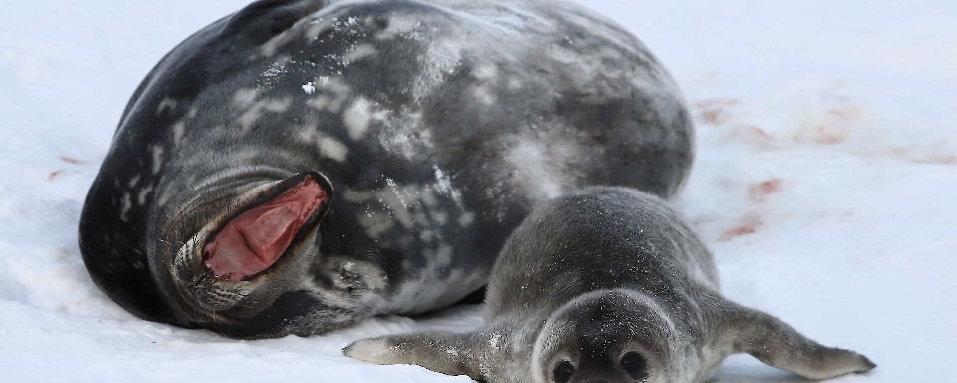 A grey seal with white spots lays on her back with her mouth open. Next to her is a furry newborn baby seal with bit eyes, and almost a smile