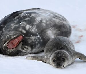 A grey seal with white spots lays on her back with her mouth open. Next to her is a furry newborn baby seal with bit eyes, and almost a smile