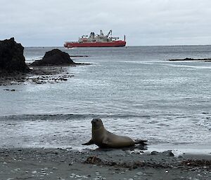 An elephant seal comes ashore, as RSV Nuyina sails past in the distance.