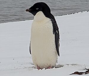 An Adelie penguin stands on snow in front of a calm ocean