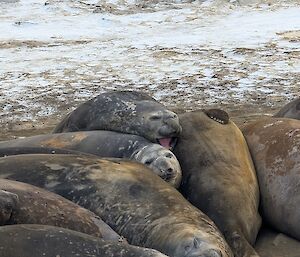 A group of elephant selas lay in a c=very close pile, with some on top of the others on a sandy and snowy beach.