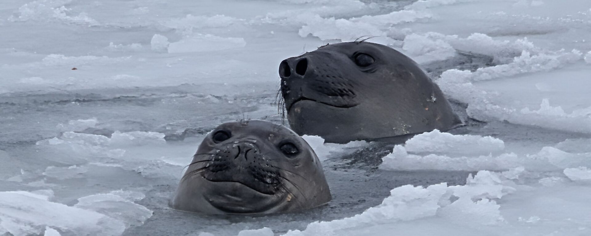 The heads of two elephant seals peek up through broken ice