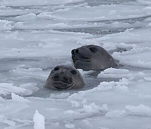The heads of two elephant seals peek up through broken ice