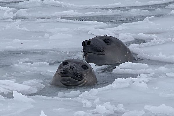 The heads of two elephant seals peek up through broken ice