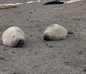 Two juvenile elephant seals lay on a rocky beach, with snow visible in the background