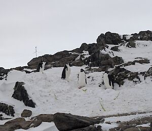 A group of 4 moulting penguins huddle on a patch of snow amongst rocks