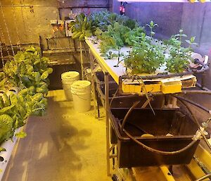 A hydroponics set up with green plants and lights