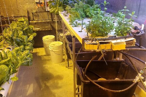 A hydroponics set up with green plants and lights
