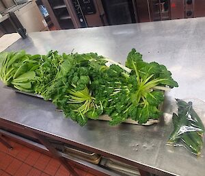 A metal kitchen bench and lots of herbs and veggies on it