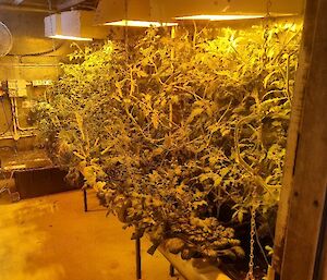 A hydroponics set up with yellow light and lots of tomato plants growing