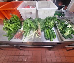 A metal kitchen bench with cucumbers, parsley and bok choy