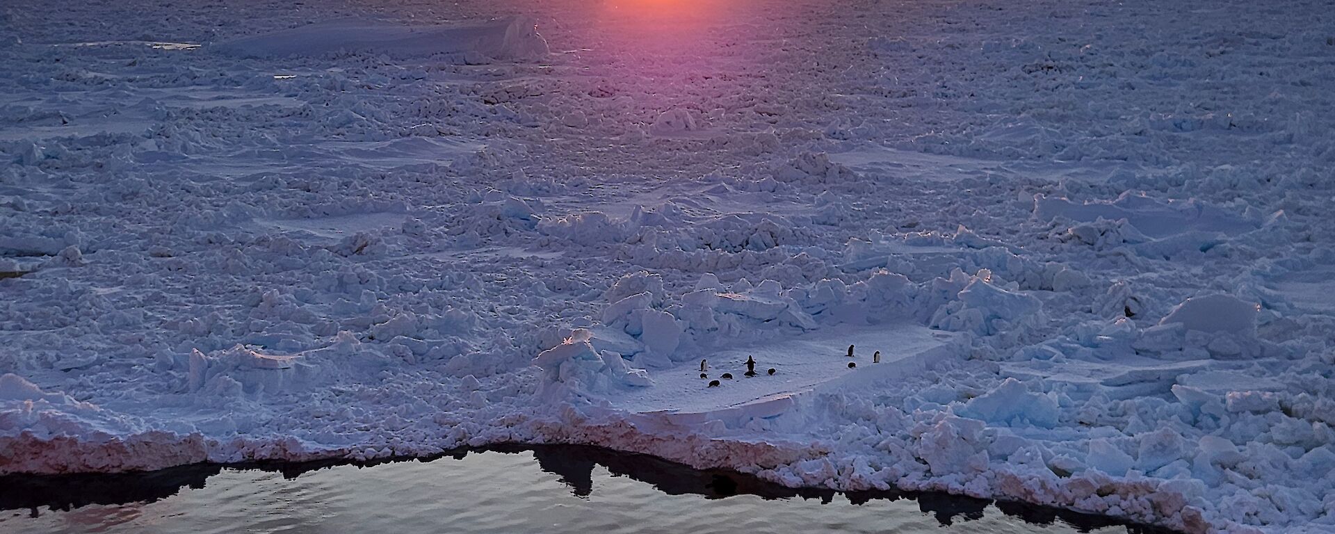 A sunset photo from the Nuyina, taken with sea ice in the background and small group of penguins at the sea ice edge.
