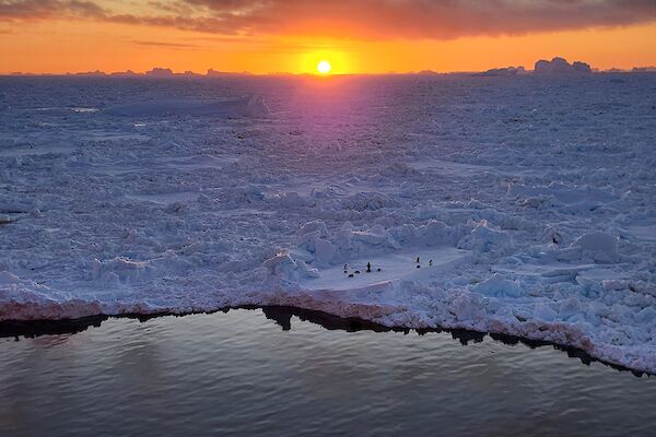 A sunset photo from the Nuyina, taken with sea ice in the background and small group of penguins at the sea ice edge.