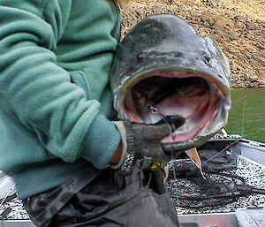 A small lure is visible inside the gaping mouth of a fish being held by a man standing in a boat.